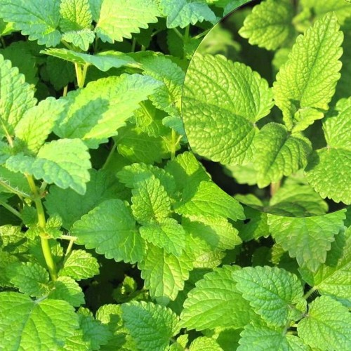Melissa officinalis 'Relax' - Sidrunmeliss 'Relax' C2/2L